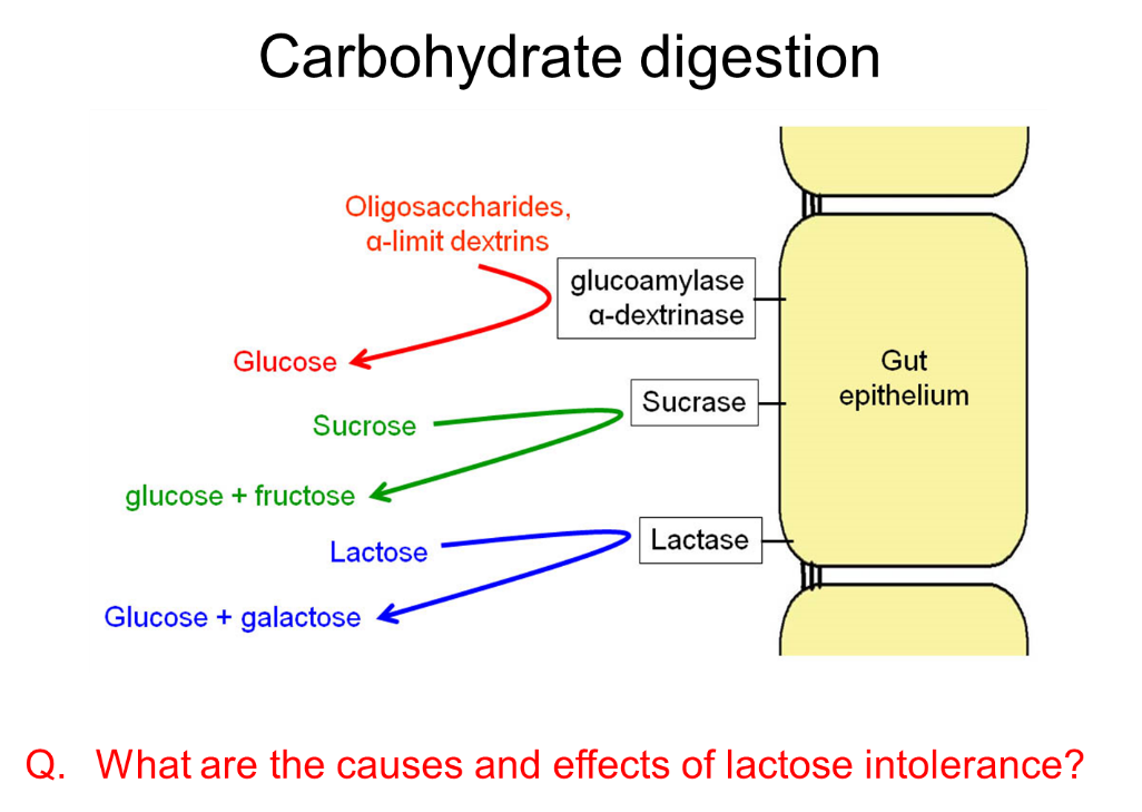 Diagrammatic overview of carbohydrate digestion in the gut
