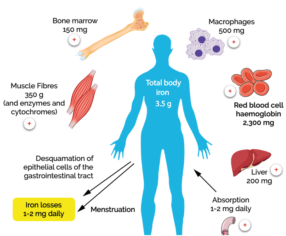 Example of interactive content given on the Getting to Grips with Online Learning site - an illustration of iron usage and flows in the human body with more information available to users by clicking on parts of the diagram