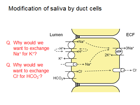 Slide illustrating the modification of saliva content by duct cells