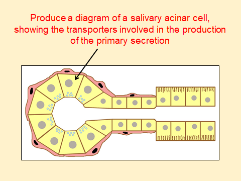 Slide with a yellow background asking students to produce a diagram of a salivary acinar cell