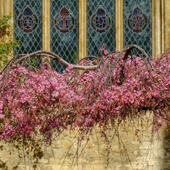 A tree branch draped in pink blossom outside Great St Mary's