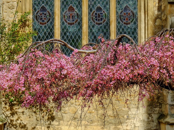 A tree branch draped in pink blossom outside Great St Mary's