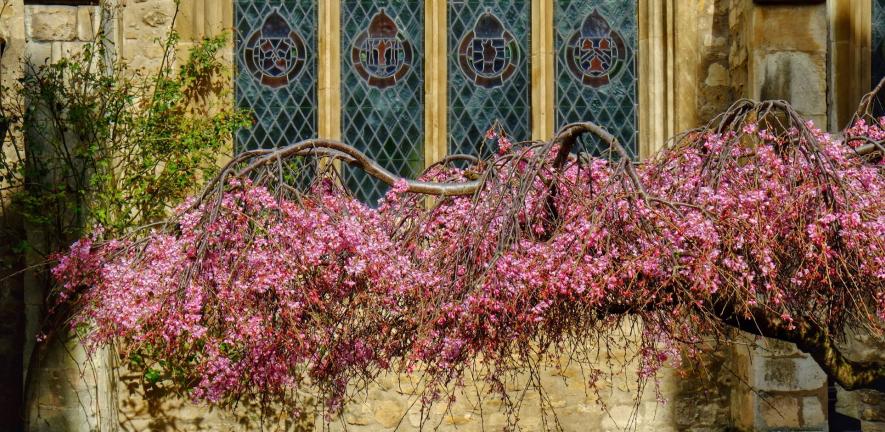 A tree branch draped in pink blossom outside Great St Mary's