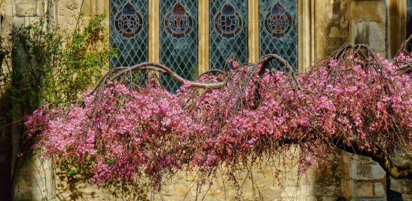 A tree branch draped in pink blossom outside Great St Mary's